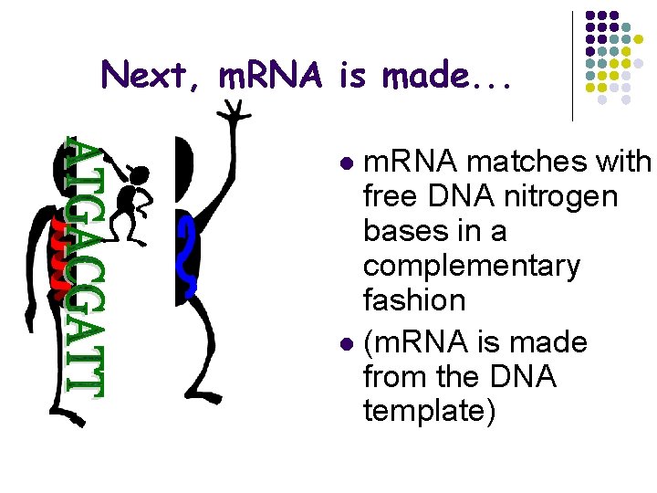 Next, m. RNA is made. . . m. RNA matches with free DNA nitrogen