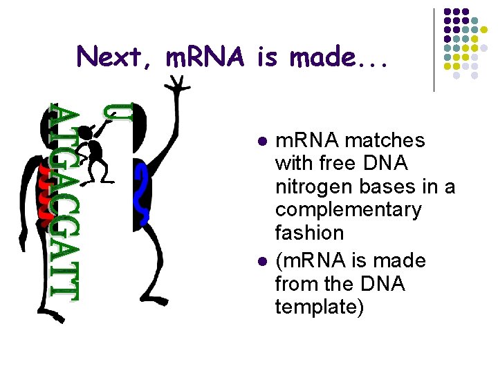 Next, m. RNA is made. . . l l m. RNA matches with free