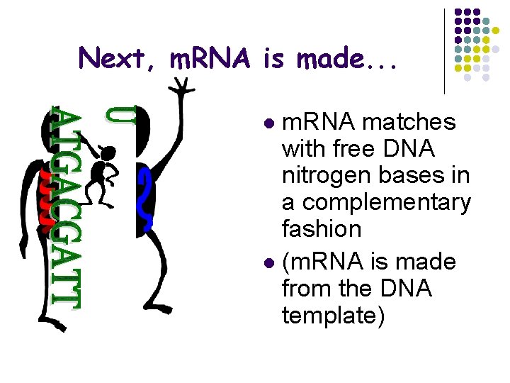 Next, m. RNA is made. . . m. RNA matches with free DNA nitrogen