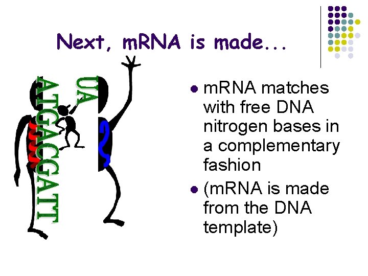 Next, m. RNA is made. . . m. RNA matches with free DNA nitrogen