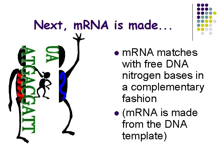 Next, m. RNA is made. . . m. RNA matches with free DNA nitrogen