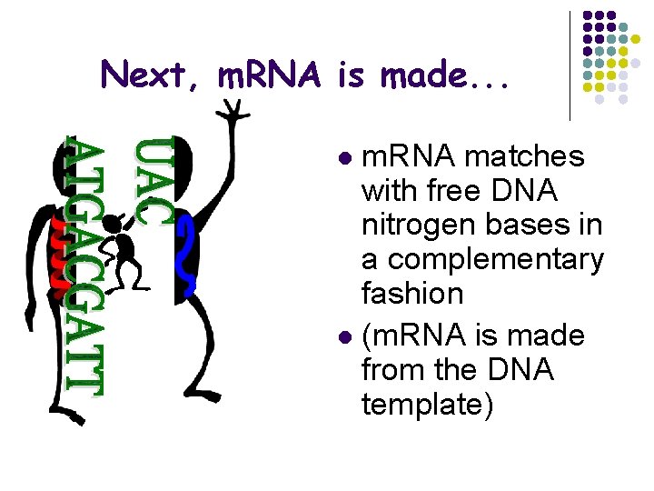 Next, m. RNA is made. . . m. RNA matches with free DNA nitrogen