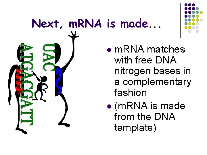 Next, m. RNA is made. . . m. RNA matches with free DNA nitrogen