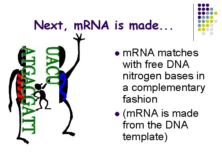 Next, m. RNA is made. . . m. RNA matches with free DNA nitrogen