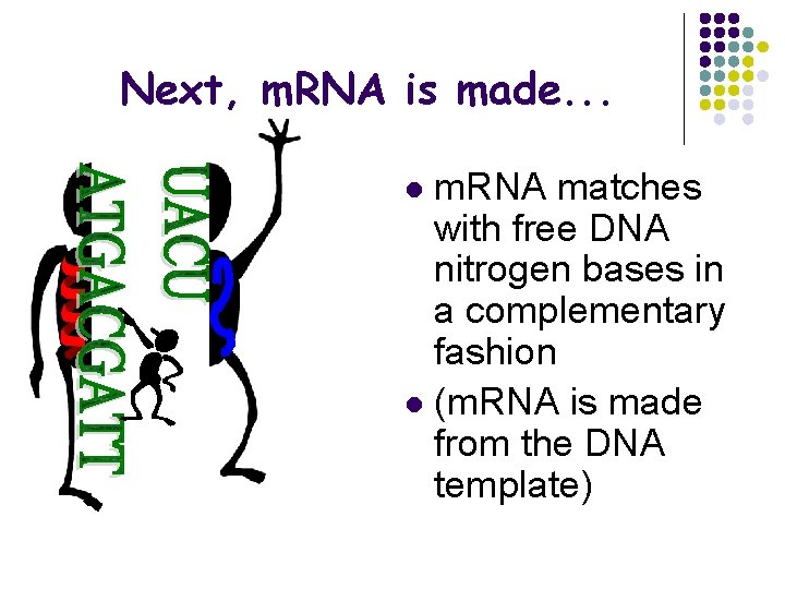 Next, m. RNA is made. . . m. RNA matches with free DNA nitrogen