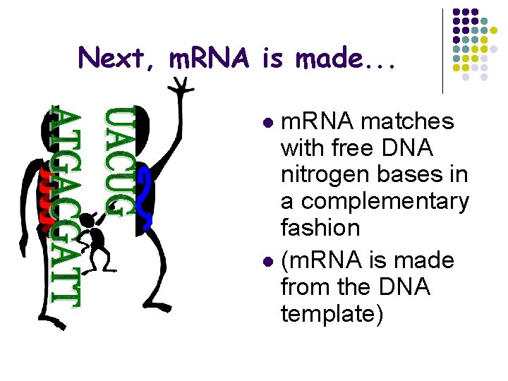 Next, m. RNA is made. . . m. RNA matches with free DNA nitrogen