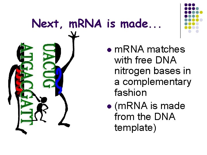 Next, m. RNA is made. . . m. RNA matches with free DNA nitrogen