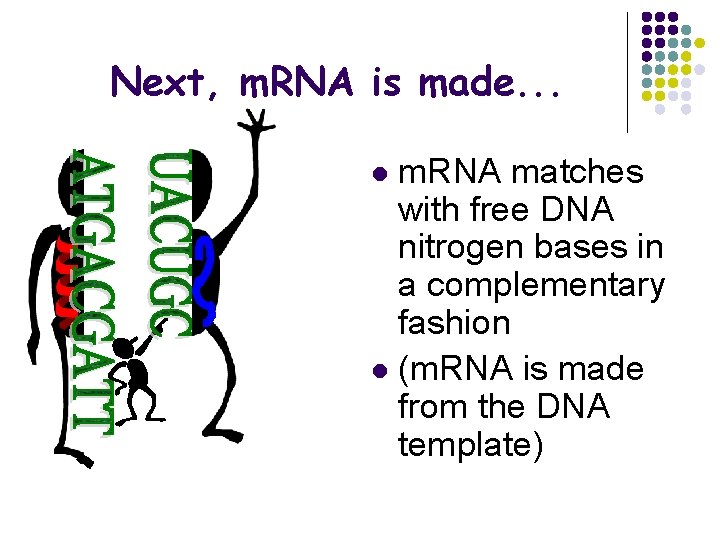 Next, m. RNA is made. . . m. RNA matches with free DNA nitrogen