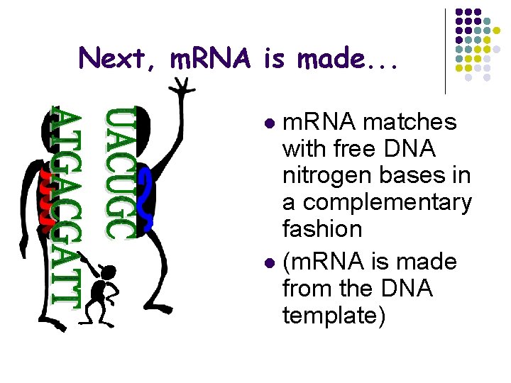 Next, m. RNA is made. . . m. RNA matches with free DNA nitrogen