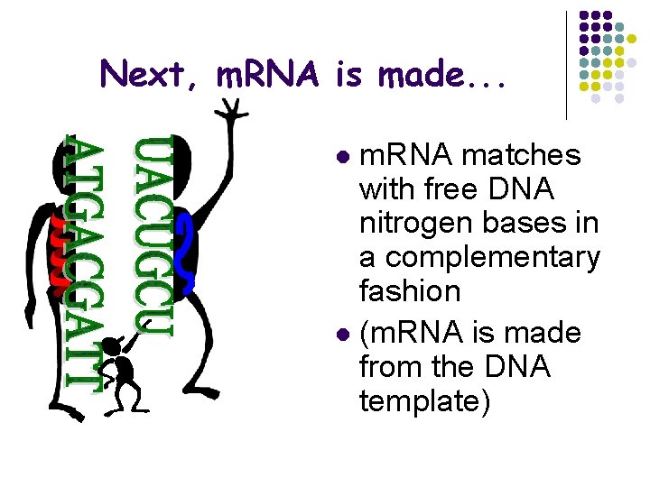 Next, m. RNA is made. . . m. RNA matches with free DNA nitrogen