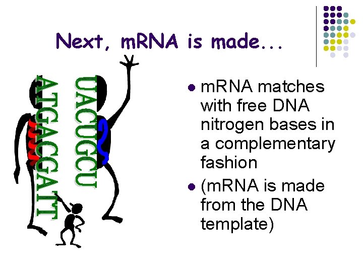 Next, m. RNA is made. . . m. RNA matches with free DNA nitrogen