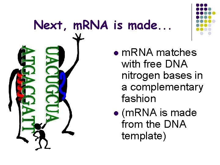 Next, m. RNA is made. . . m. RNA matches with free DNA nitrogen