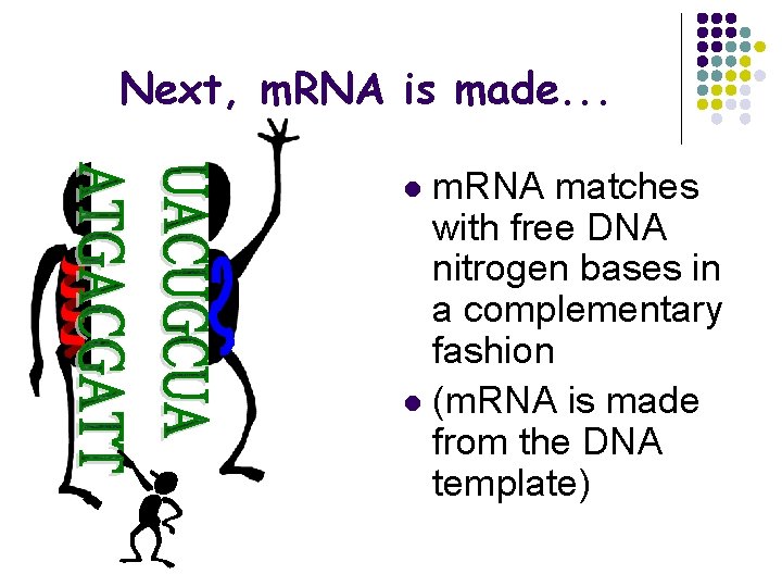 Next, m. RNA is made. . . m. RNA matches with free DNA nitrogen