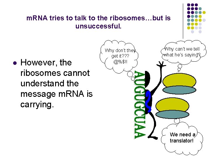 m. RNA tries to talk to the ribosomes…but is unsuccessful. l However, the ribosomes