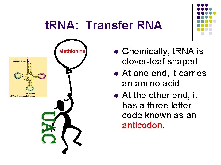 t. RNA: Transfer RNA Methionine l l l Chemically, t. RNA is clover-leaf shaped.