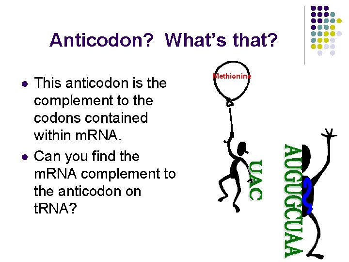 Anticodon? What’s that? l l This anticodon is the complement to the codons contained