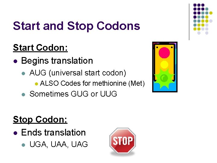 Start and Stop Codons Start Codon: l Begins translation l AUG (universal start codon)