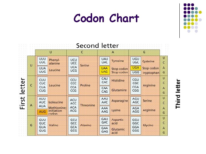 Third letter Codon Chart 