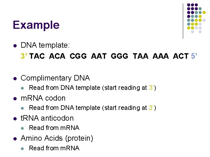 Example l DNA template: 3’ TAC ACA CGG AAT GGG TAA ACT 5’ l