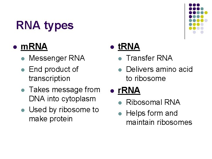 RNA types l m. RNA l l Messenger RNA End product of transcription Takes