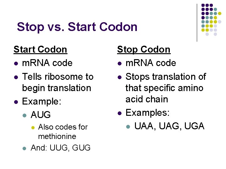 Stop vs. Start Codon l m. RNA code l Tells ribosome to begin translation