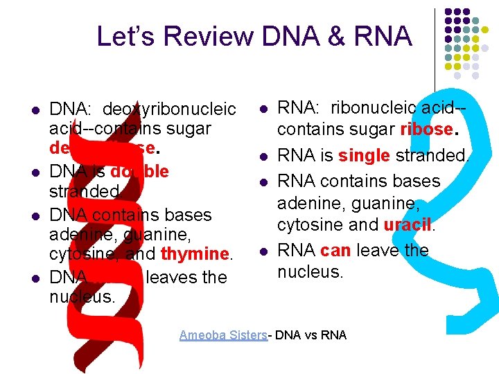 Let’s Review DNA & RNA l l DNA: deoxyribonucleic acid--contains sugar deoxyribose. DNA is