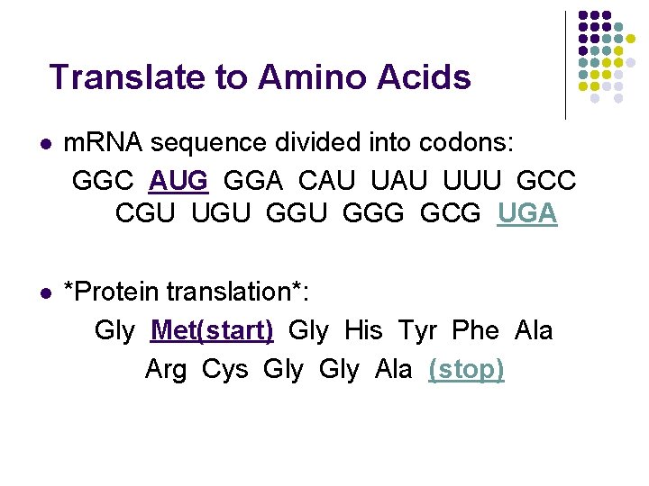 Translate to Amino Acids l m. RNA sequence divided into codons: GGC AUG GGA