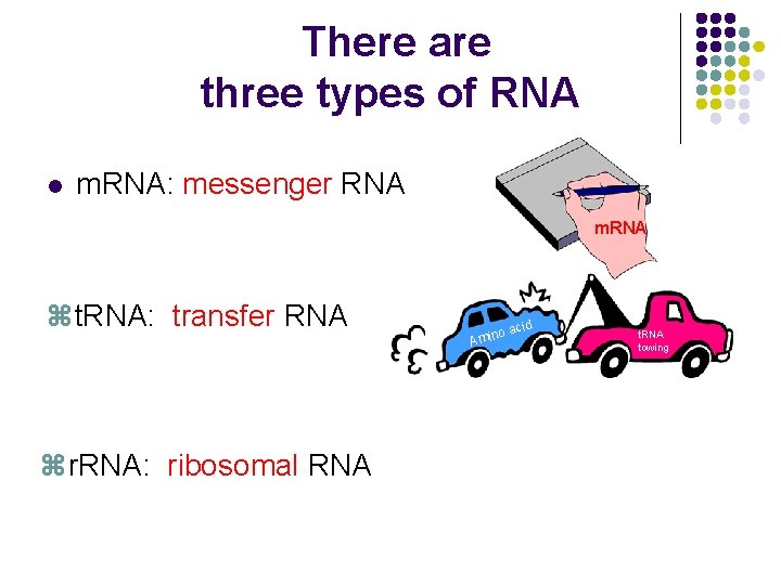 There are three types of RNA l m. RNA: messenger RNA m. RNA zt.