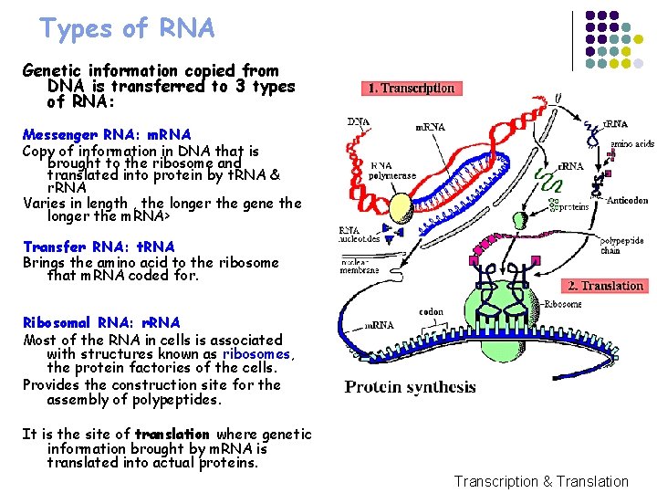 Types of RNA Genetic information copied from DNA is transferred to 3 types of