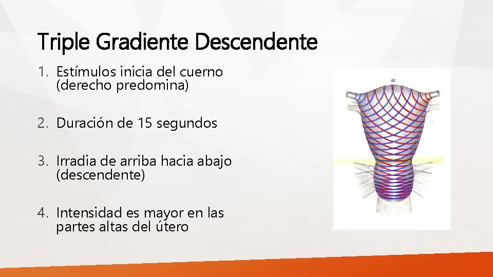 Triple Gradiente Descendente 1. Estímulos inicia del cuerno (derecho predomina) 2. Duración de 15