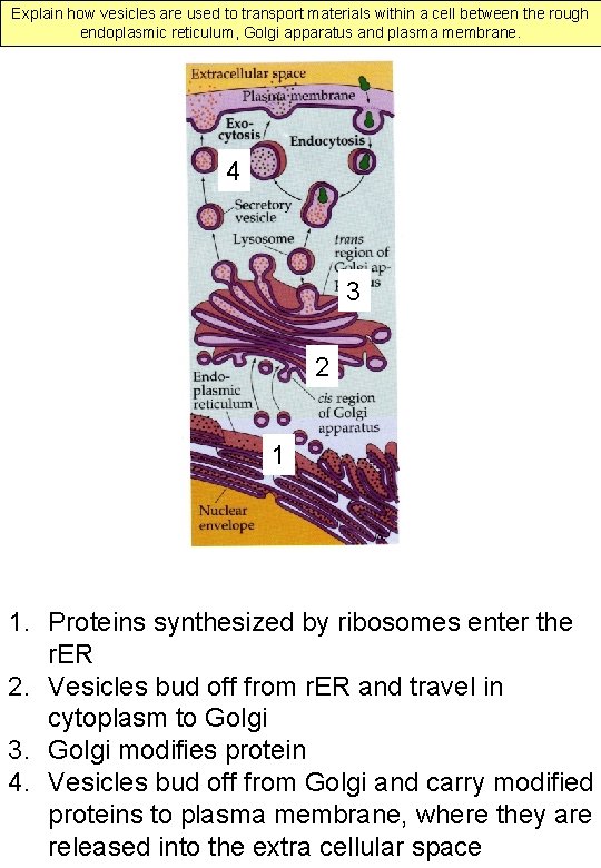 1 4 Membrane Transport Assessment statement U 1
