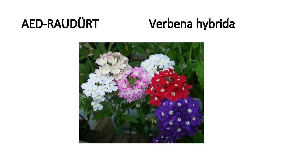 AED-RAUDÜRT Verbena hybrida 