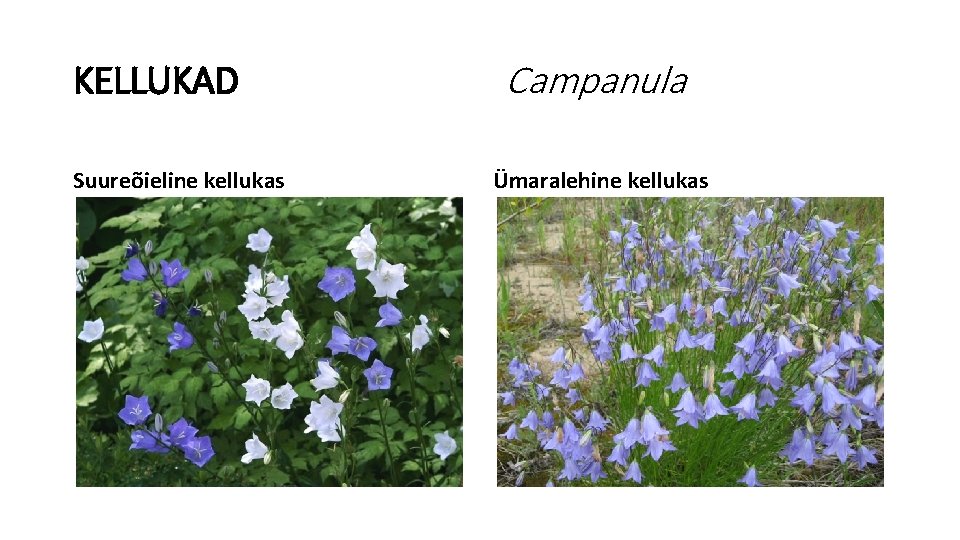 KELLUKAD Suureõieline kellukas Campanula Ümaralehine kellukas 