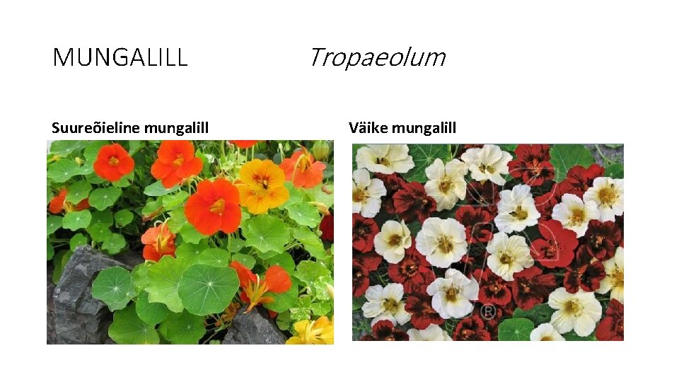 MUNGALILL Suureõieline mungalill Tropaeolum Väike mungalill 