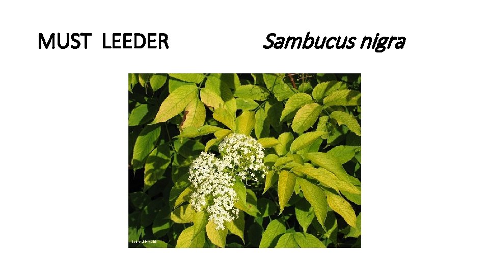 MUST LEEDER Sambucus nigra 