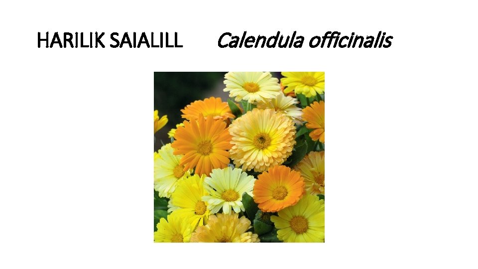 HARILIK SAIALILL Calendula officinalis 