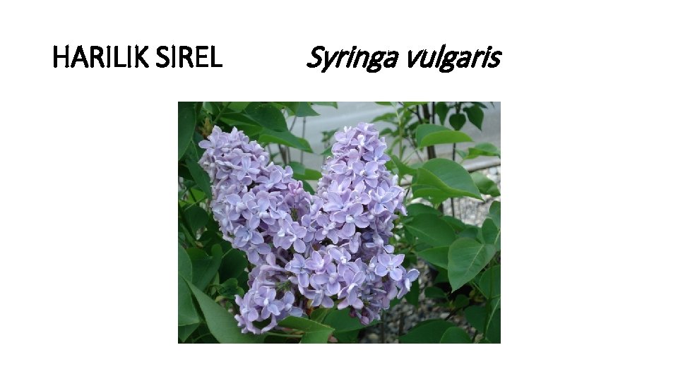 HARILIK SIREL Syringa vulgaris 
