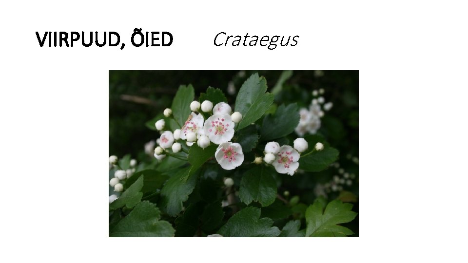 VIIRPUUD, ÕIED Crataegus 