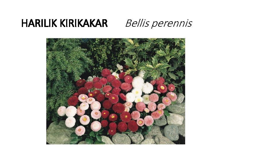 HARILIK KIRIKAKAR Bellis perennis 