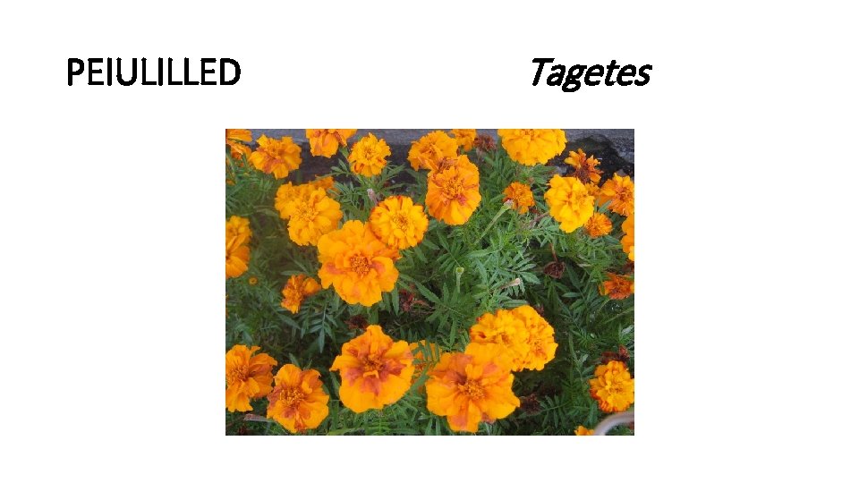 PEIULILLED Tagetes 