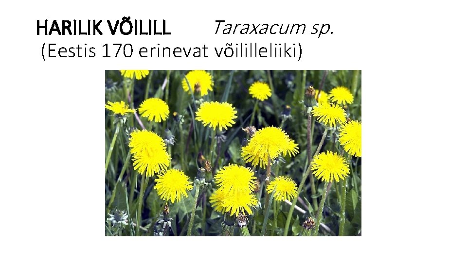 HARILIK VÕILILL Taraxacum sp. (Eestis 170 erinevat võililleliiki) 