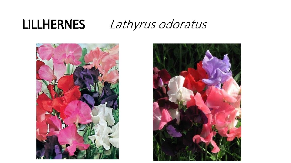 LILLHERNES Lathyrus odoratus 