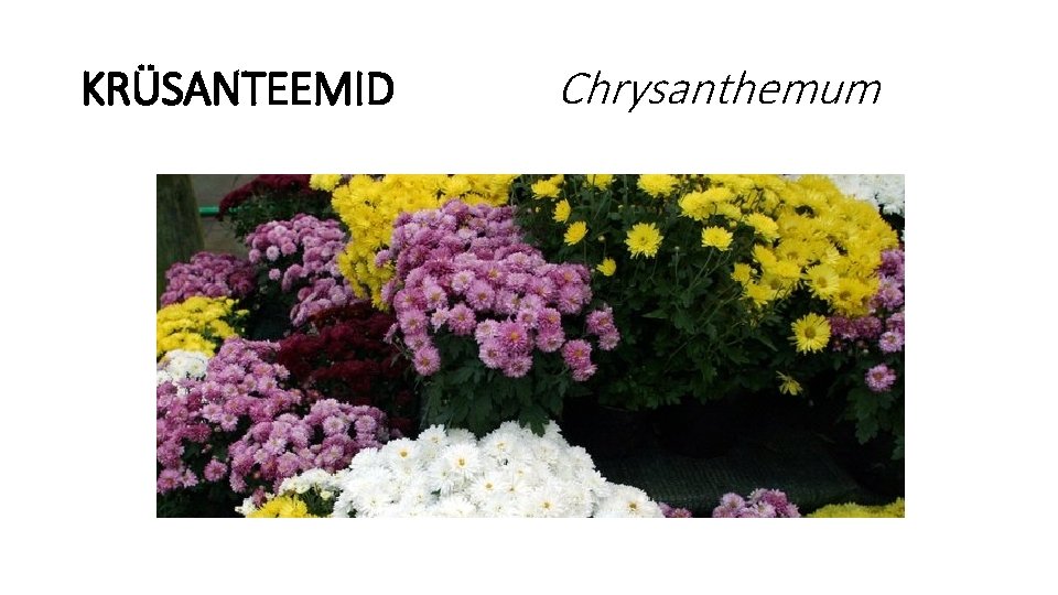 KRÜSANTEEMID Chrysanthemum 
