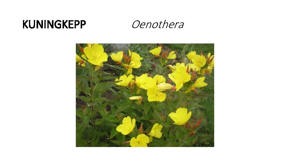 KUNINGKEPP Oenothera 