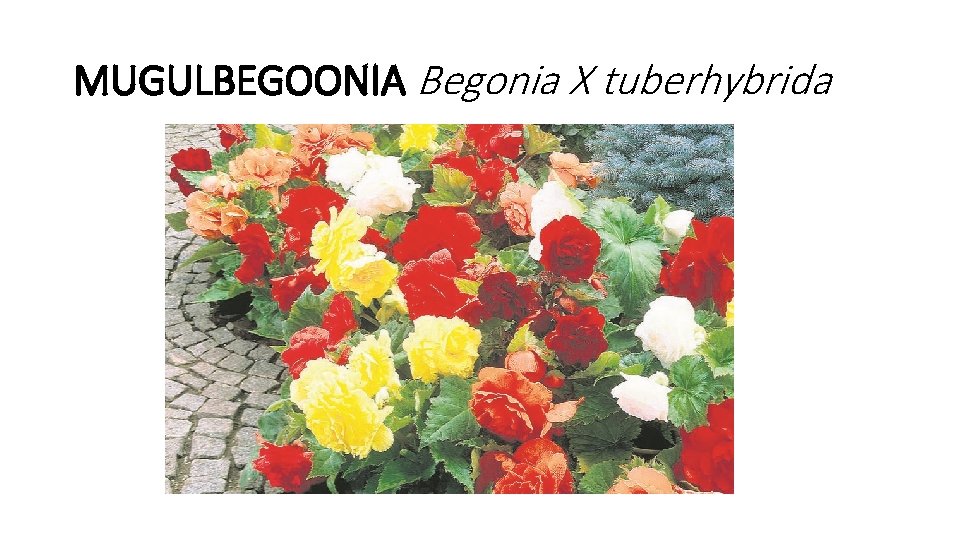 MUGULBEGOONIA Begonia X tuberhybrida 