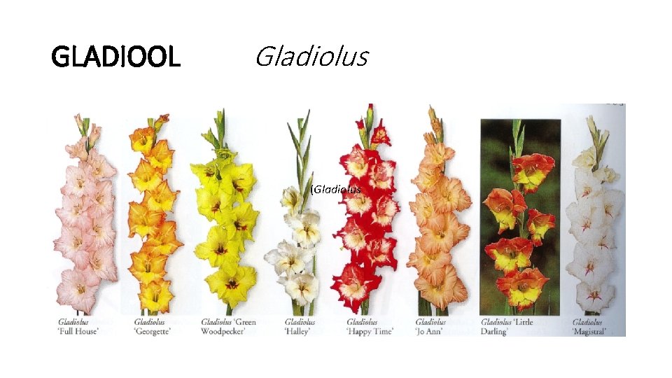 GLADIOOL Gladiolus (Gladiolus 