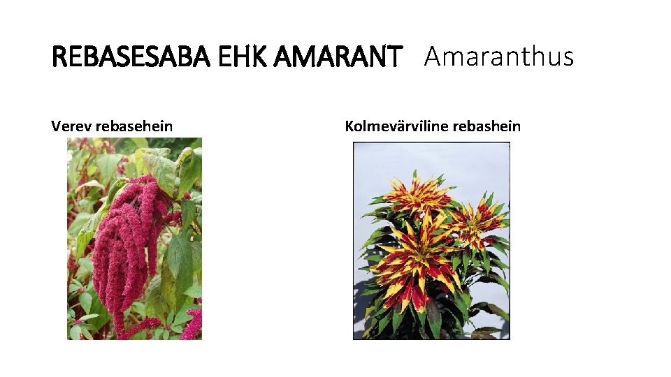 REBASESABA EHK AMARANT Amaranthus Verev rebasehein Kolmevärviline rebashein 