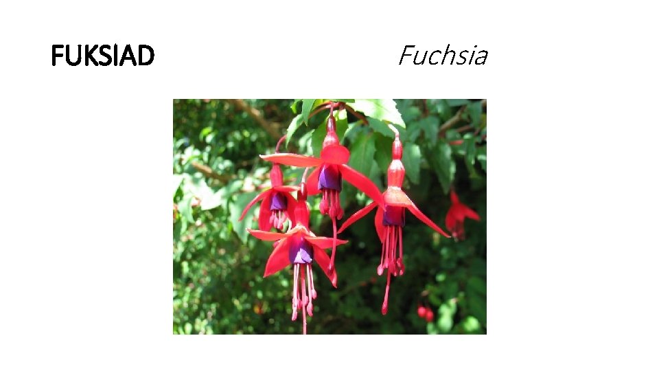FUKSIAD Fuchsia 