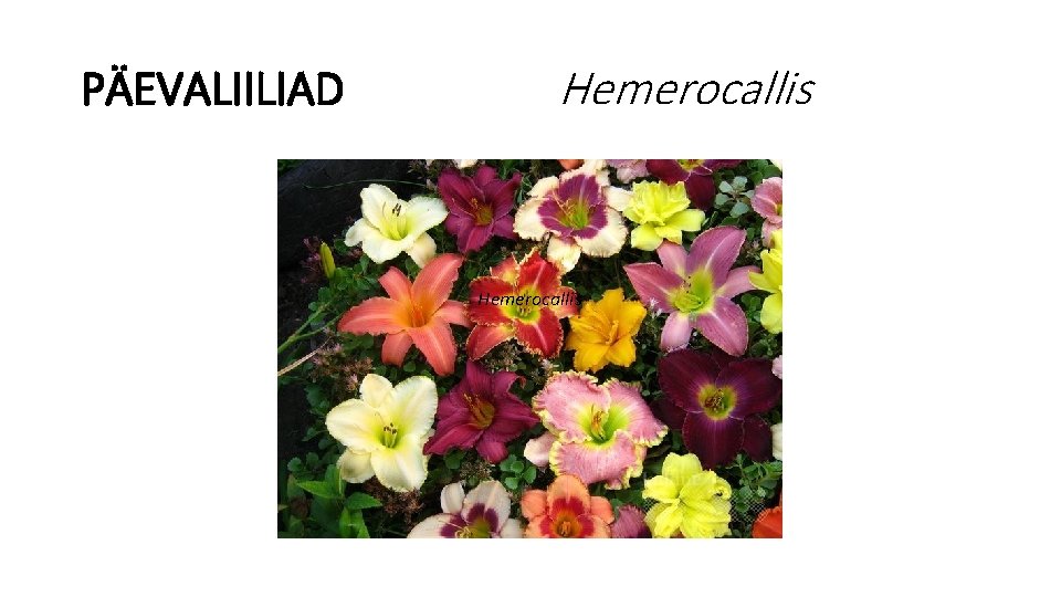 PÄEVALIILIAD Hemerocallis 