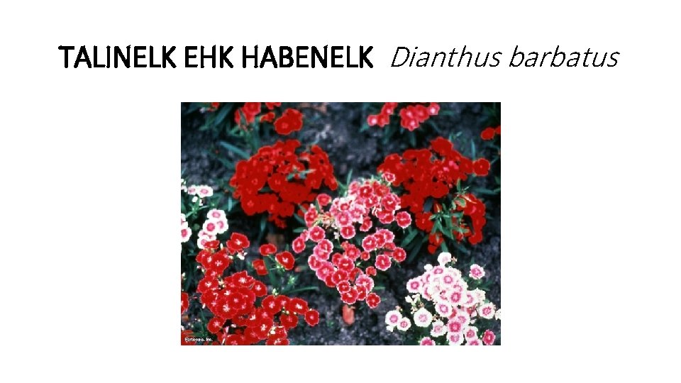 TALINELK EHK HABENELK Dianthus barbatus 